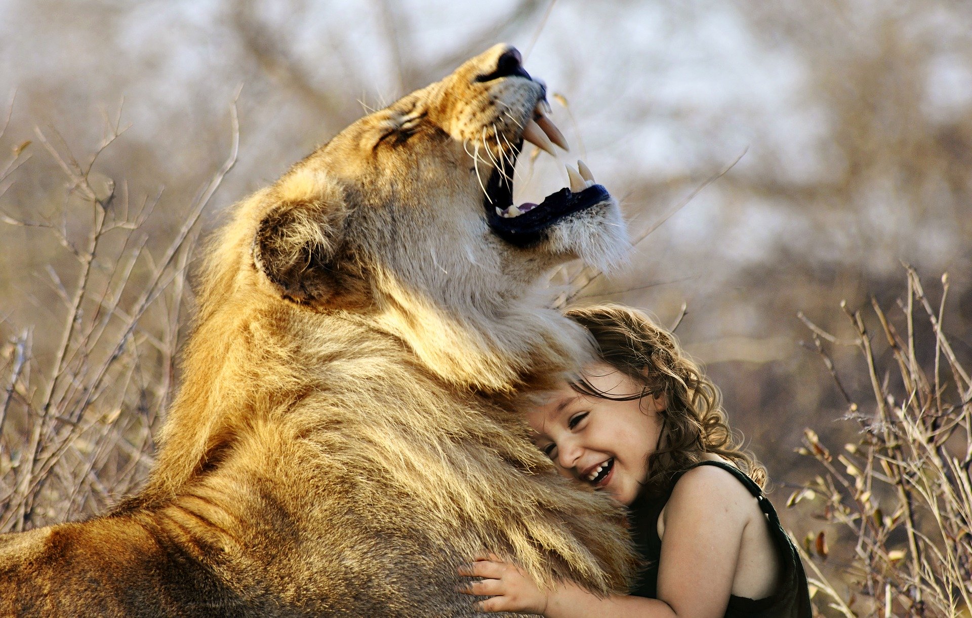 Calin d'une fillette à un lion